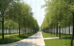 Icon depicting park design with trees and pathways
